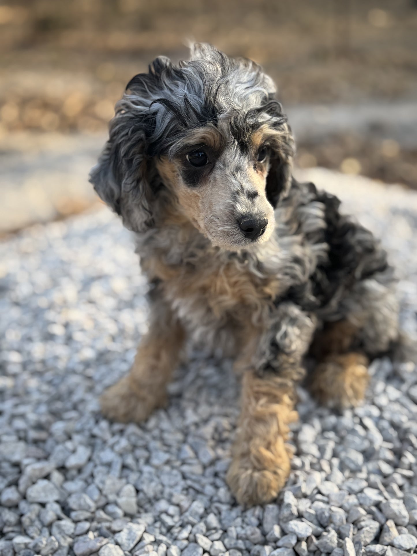 AKC mini poodle - Kiara "female"