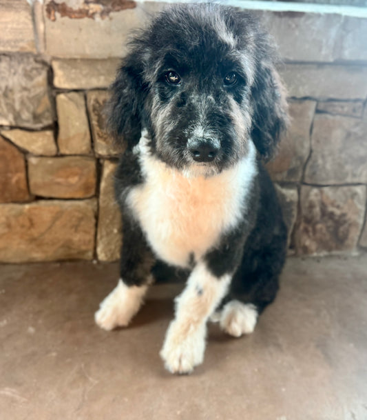 F1B Mini Bernedoodle (male) "Tom”