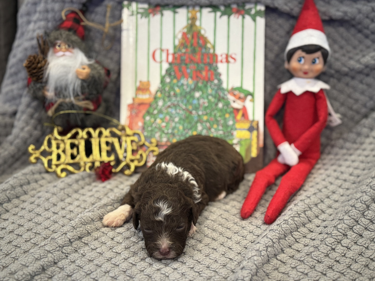 Micro Multigen Bernedoodle (female) "phoebe"