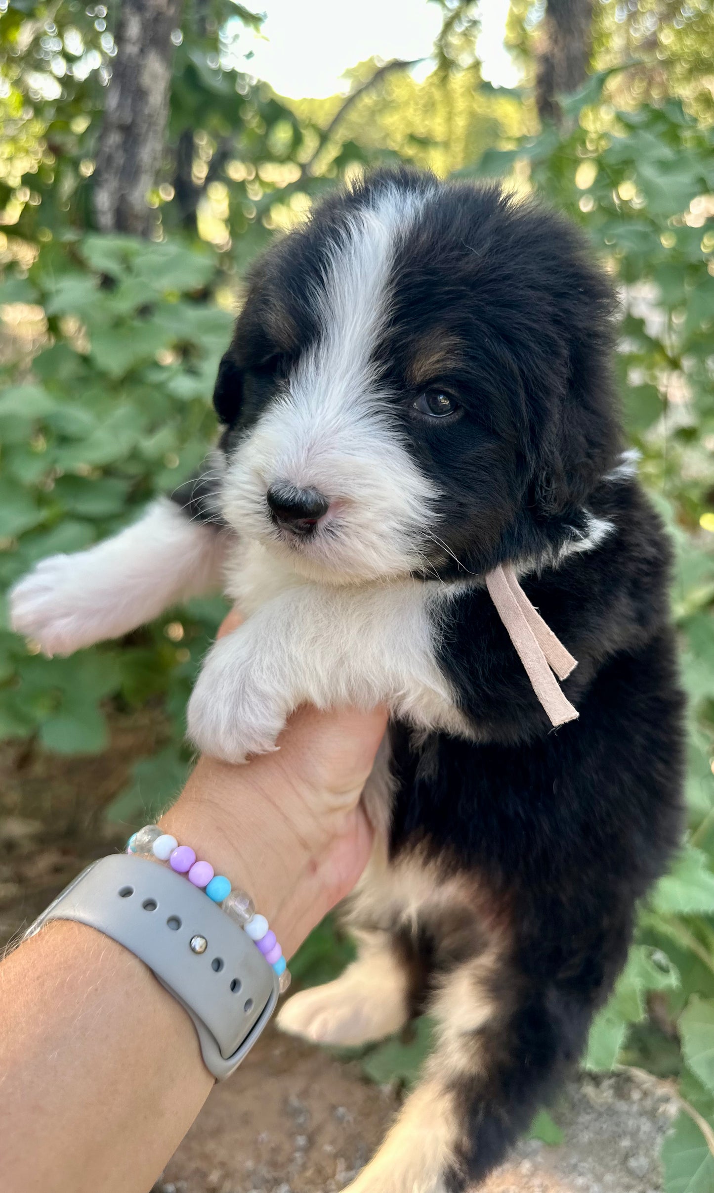 F1 Standard Bernedoodle (Male) "Sunshine"