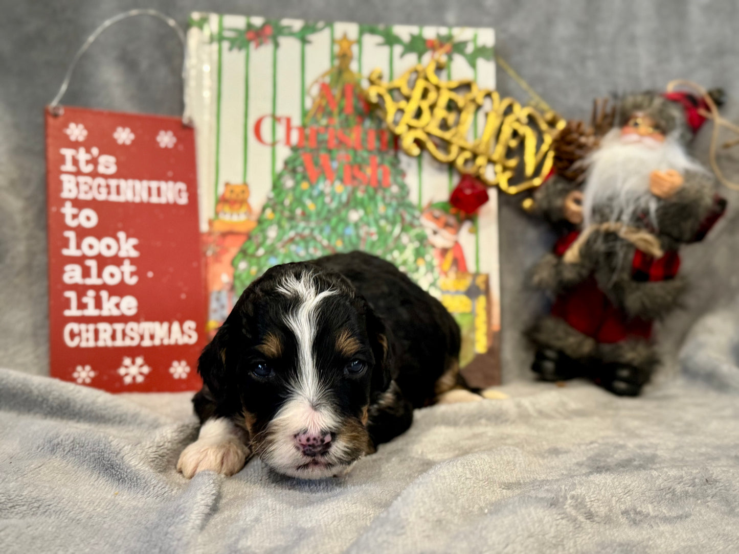 F1 Mini/medium Bernedoodle (female) "Abigail”