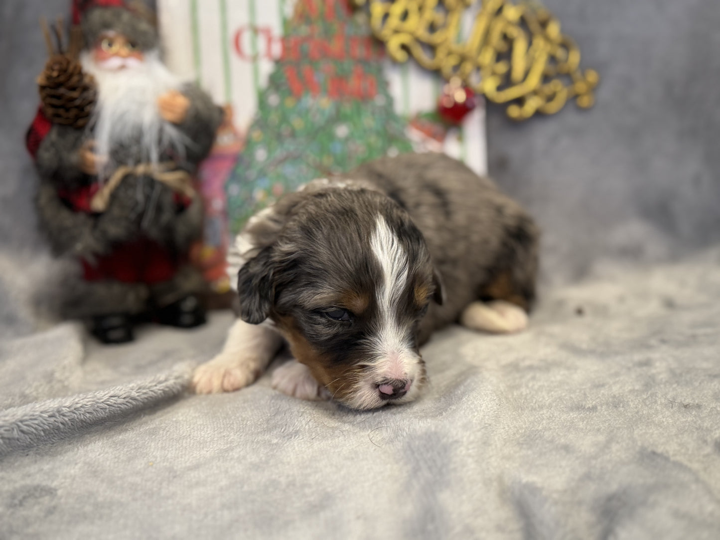 F1 Mini/medium Bernedoodle (male) "Spirit"