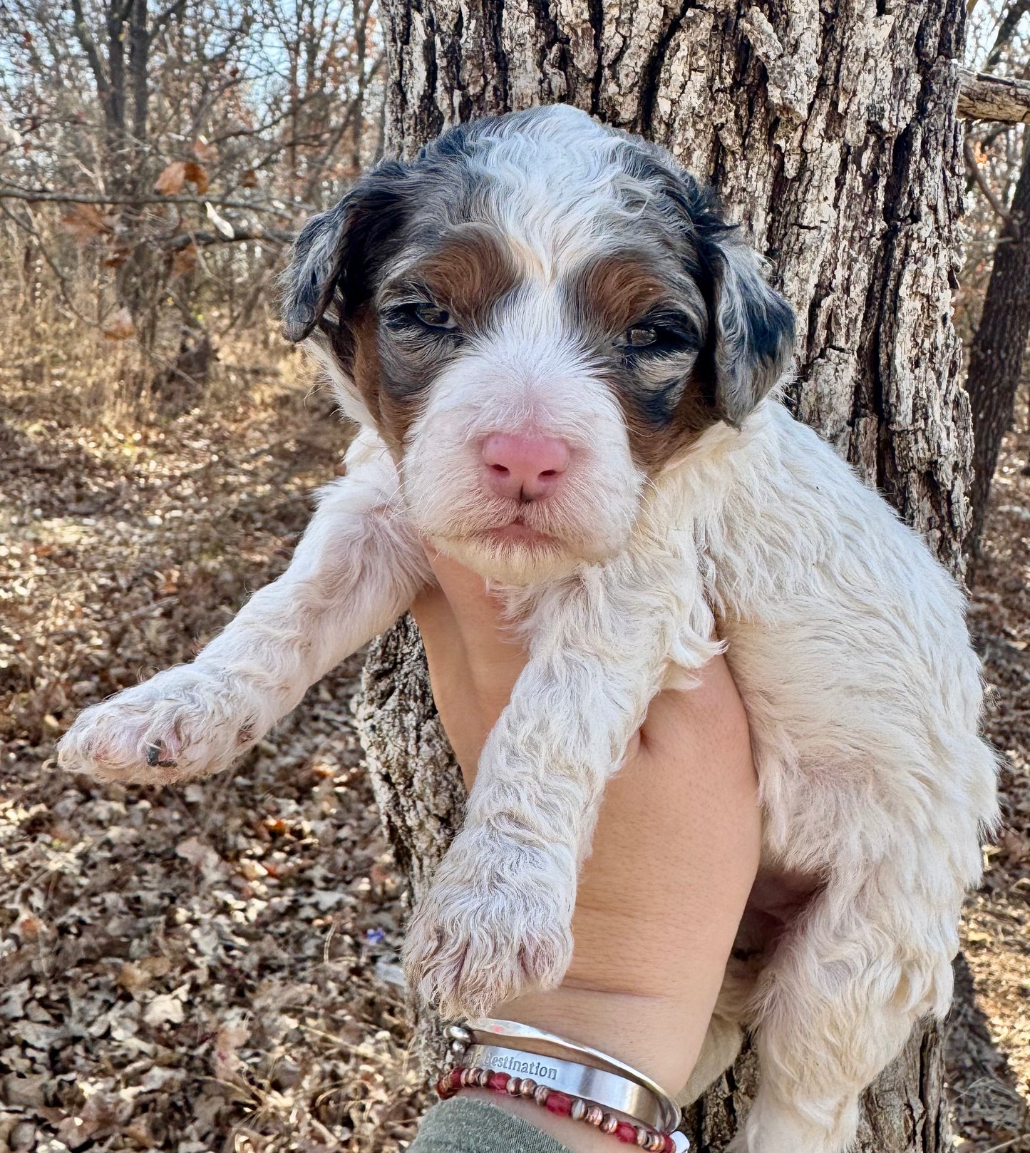 F1BB Micro/Mini Bernedoodle (female) "Bambi”
