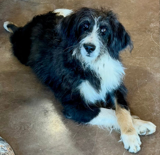 F1 Standard Bernedoodle (male) "Rocky"