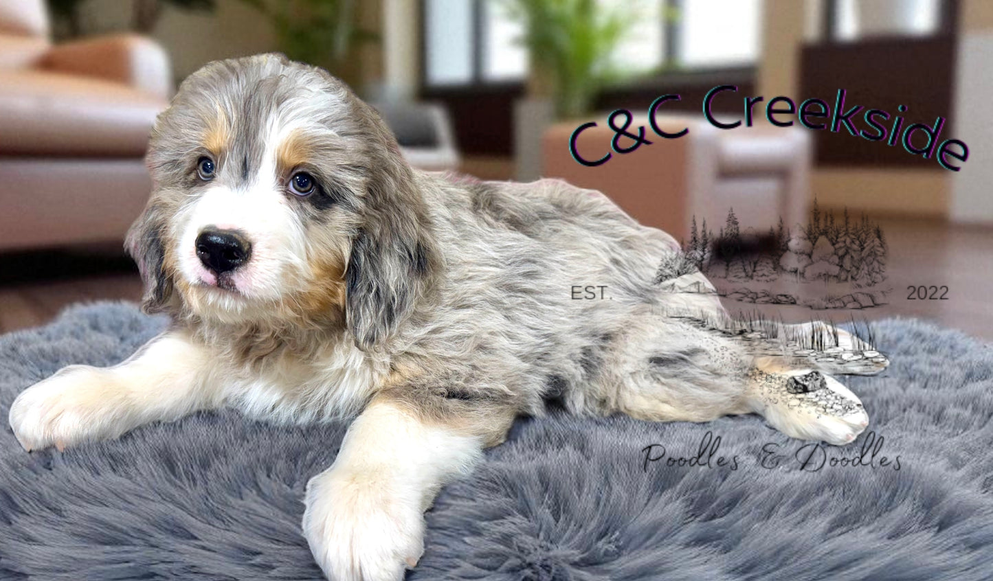 F1 Standard Bernedoodle (male) "Tigger"
