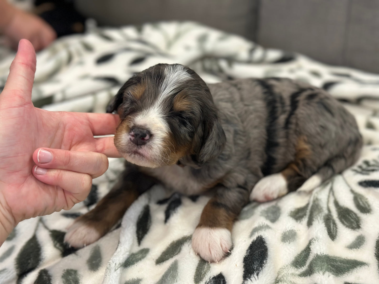 F1 Mini Bernedoodle (male) "Woody"