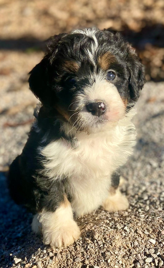 F1 Mini Bernedoodle (male) “Buz”