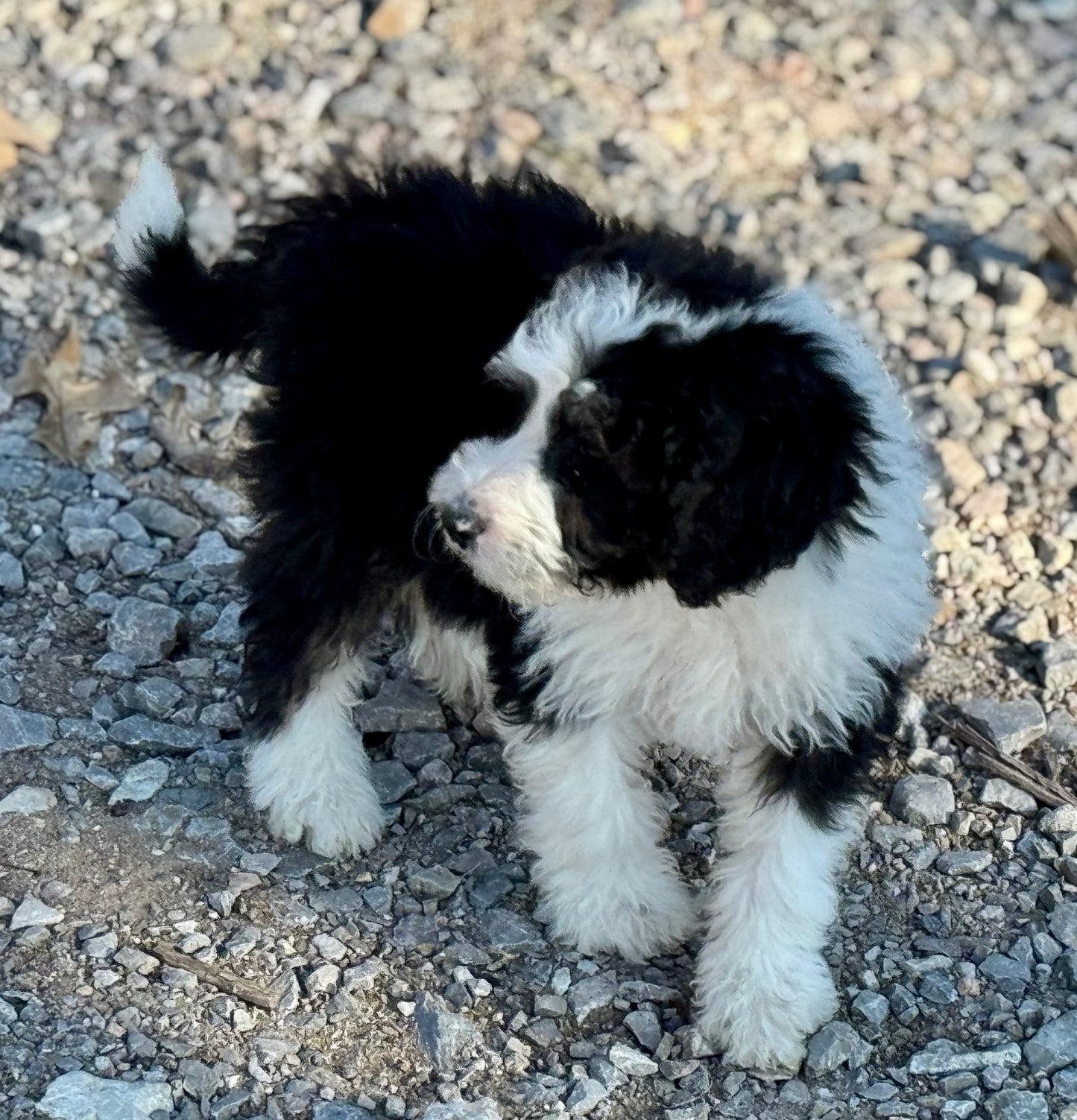 F1b Medium Bernedoodle (Female) "Pumbaa"