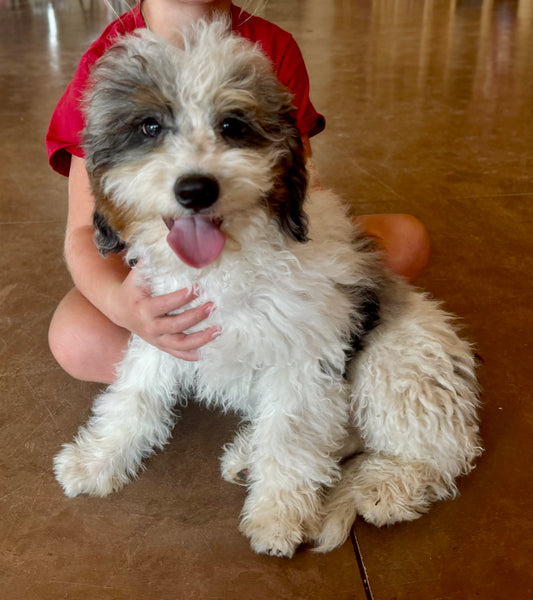 F1bb Micro/Mini Bernedoodle (male) "Whip cream"