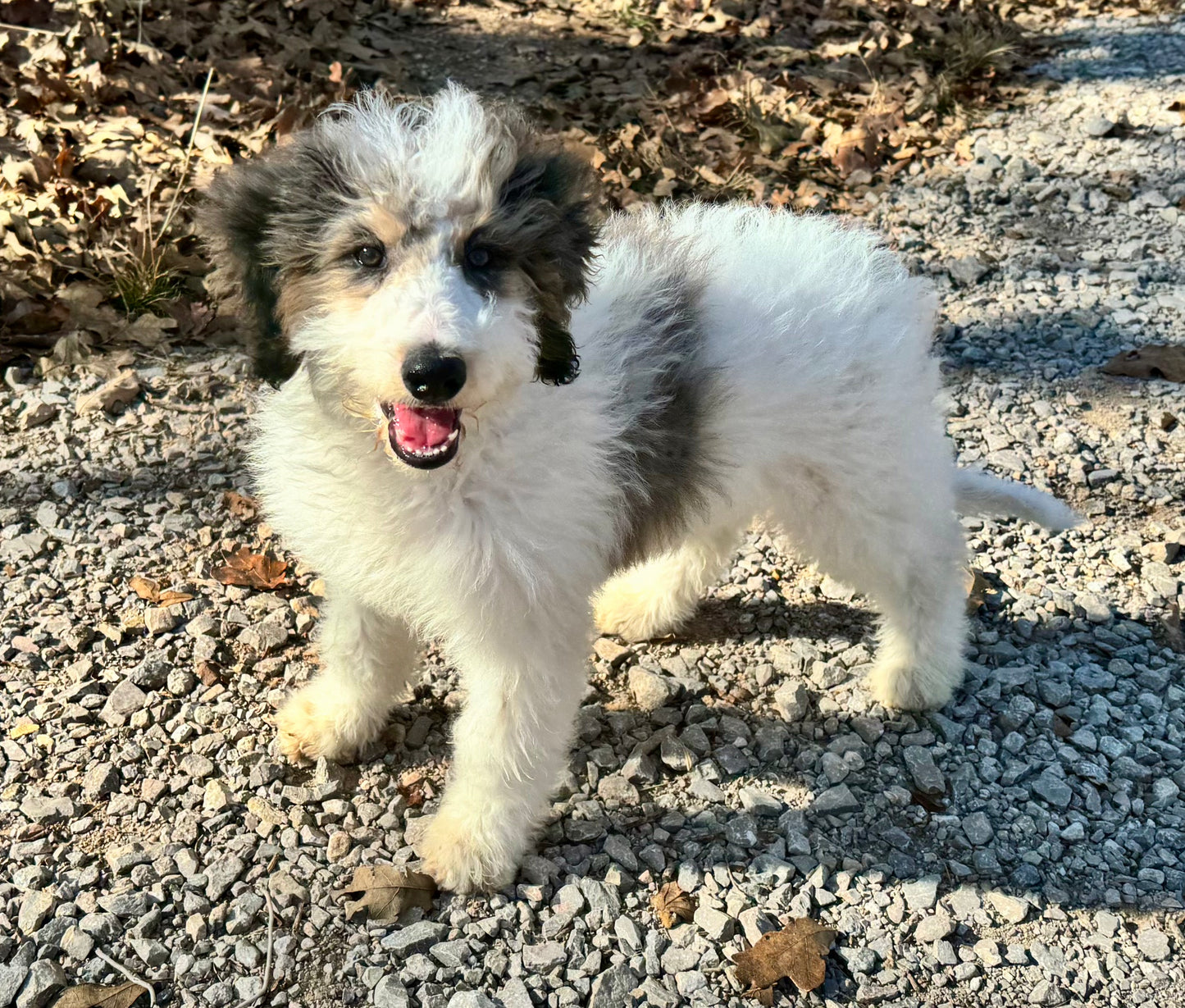 F1B Mini Bernedoodle (male) "Hopper”