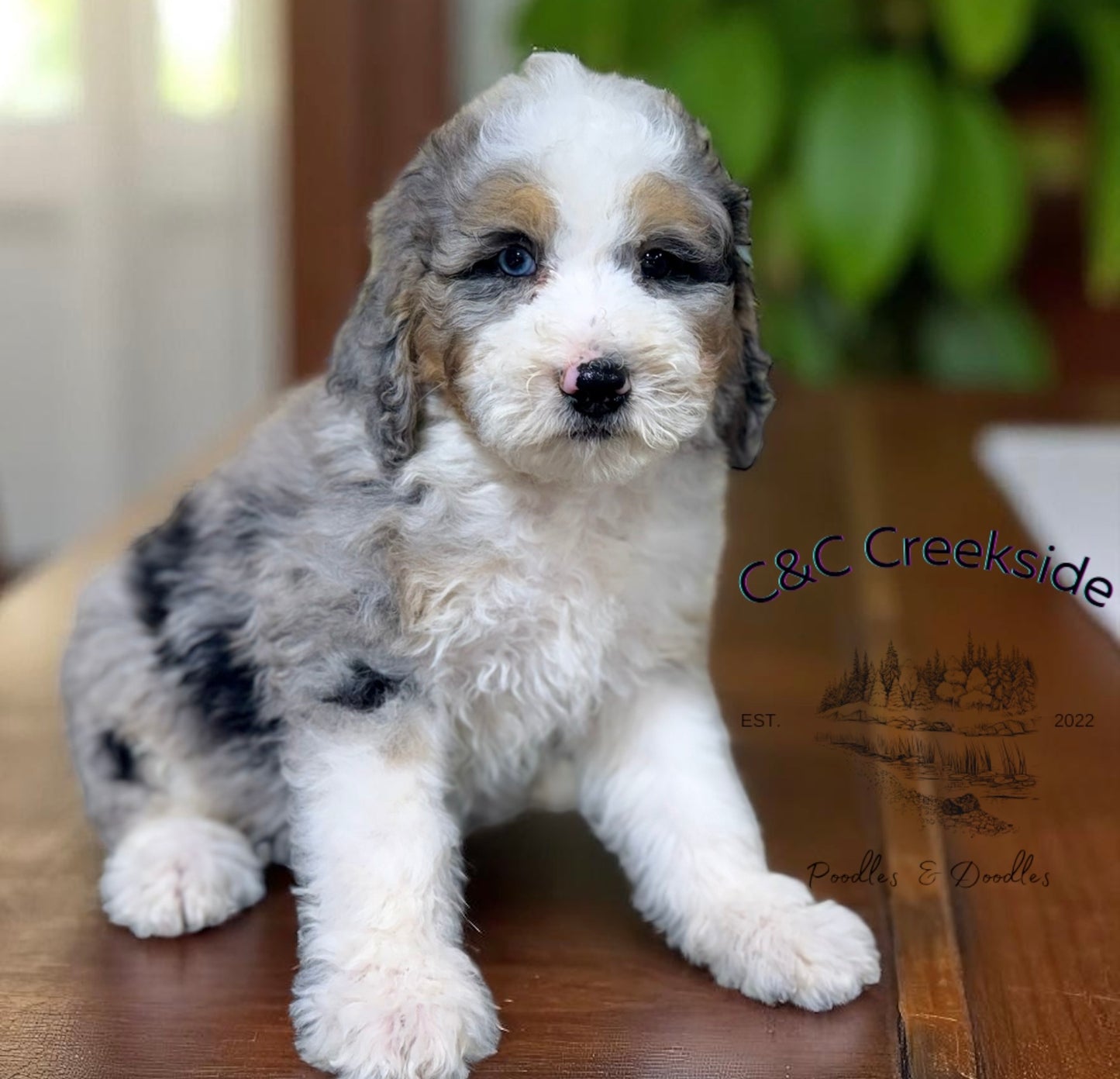 F1B Medium Bernedoodle (male) "Cobra Bubbles ”
