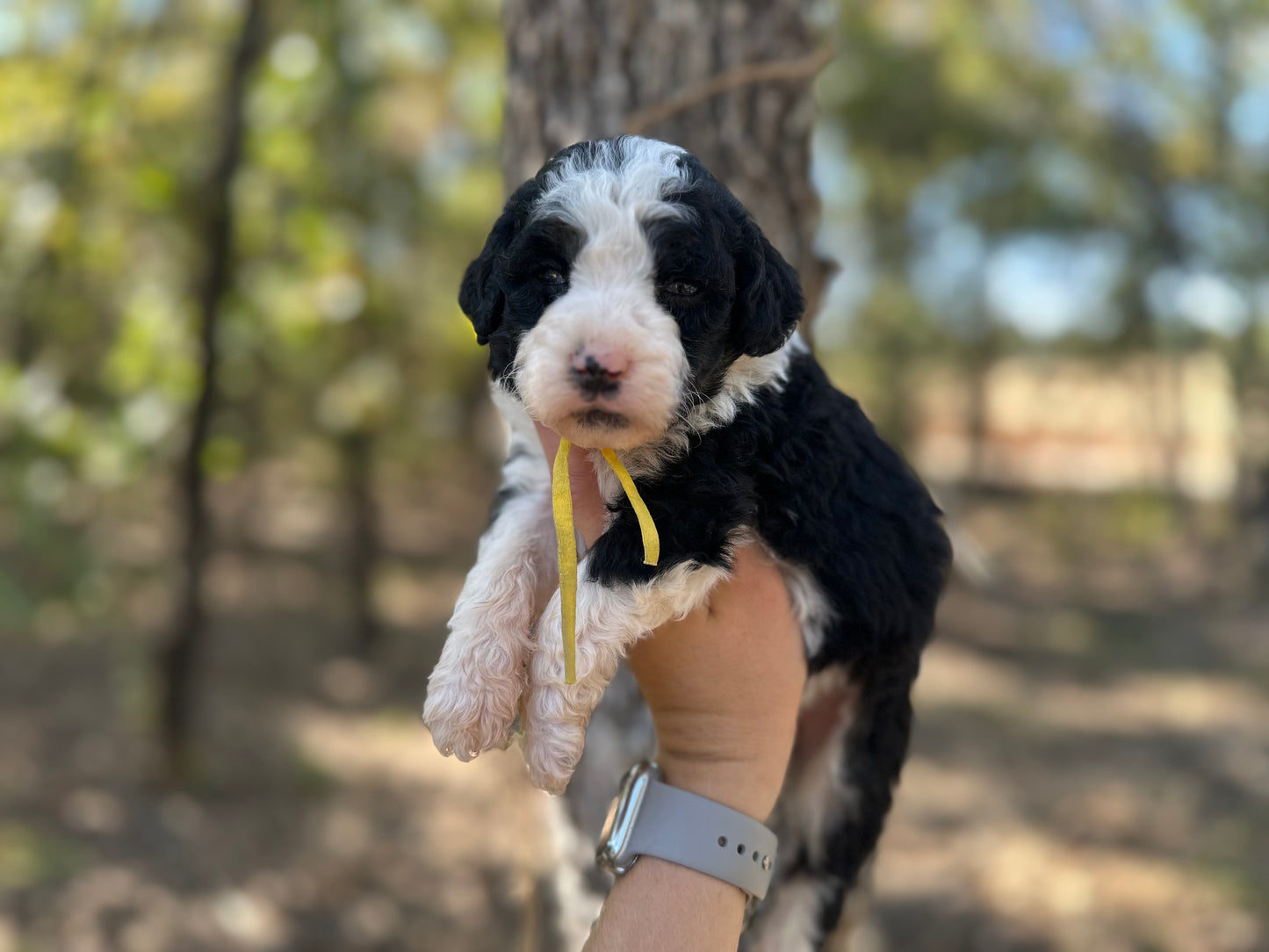 F1b Medium Bernedoodle (Female) "Pumbaa"