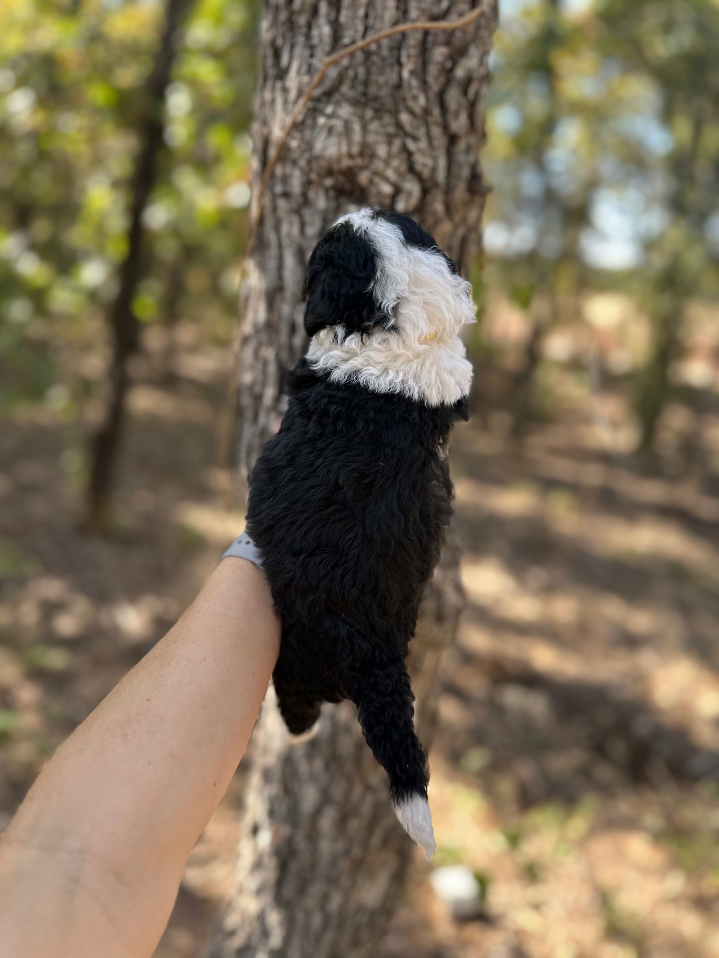 F1b Medium Bernedoodle (Female) "Pumbaa"