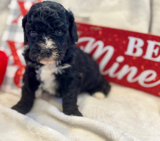 Micro Multigen Bernedoodle (male) "Ross”