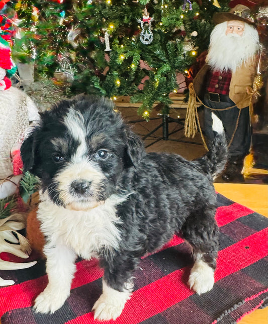 F1 Standard Bernedoodle (female) "windy”