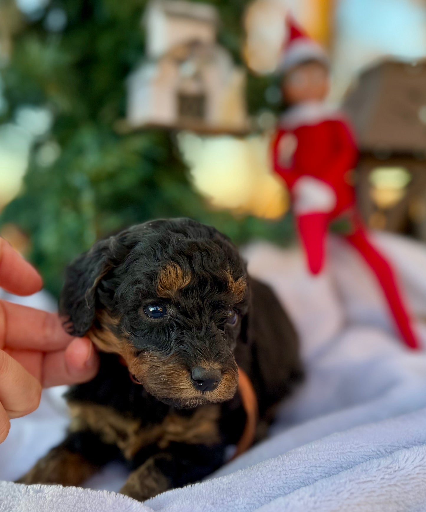 F1bb Micro Bernedoodle (female) “Donna Who”