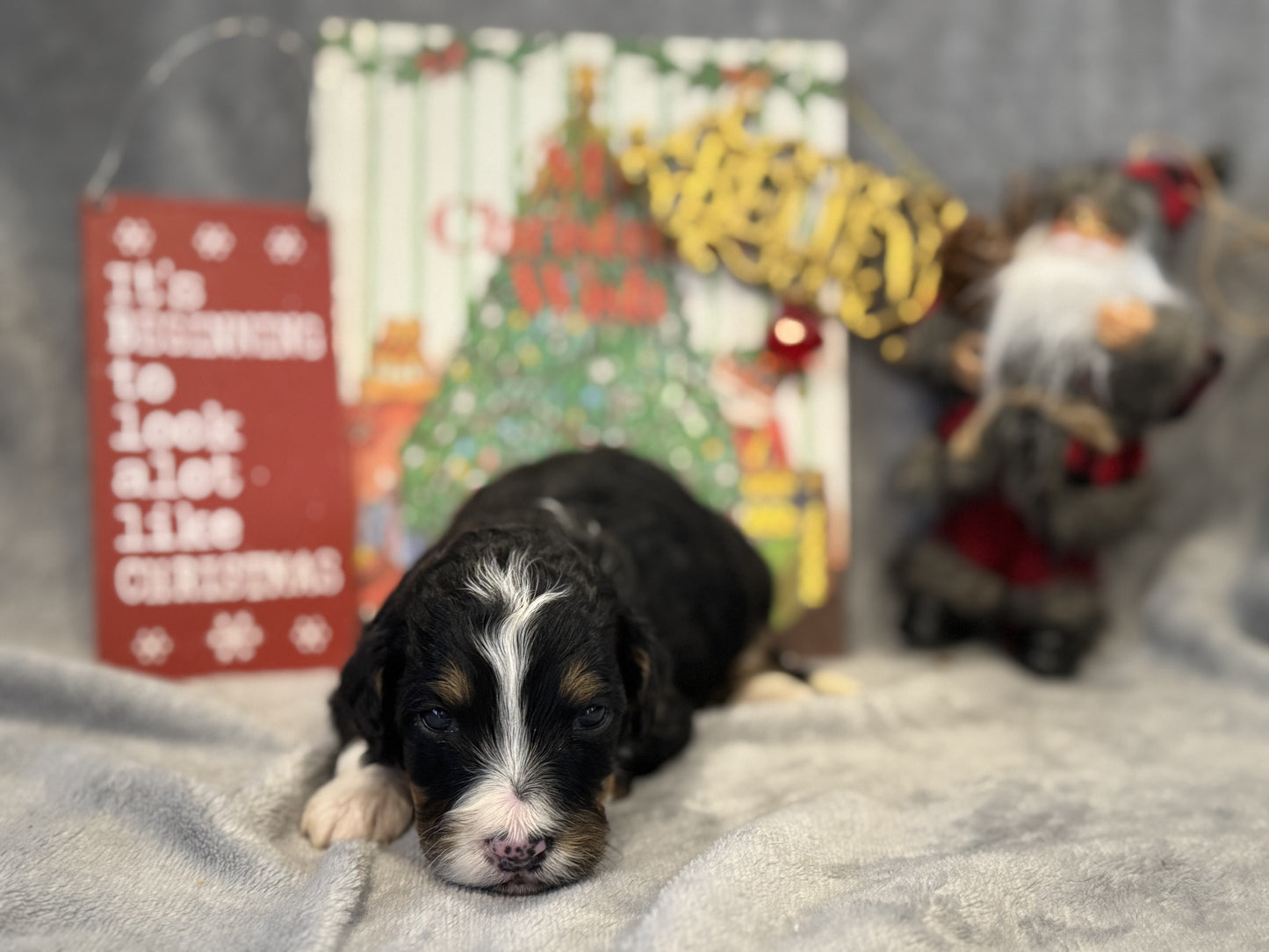 F1 Mini/medium Bernedoodle (female) "Abigail”