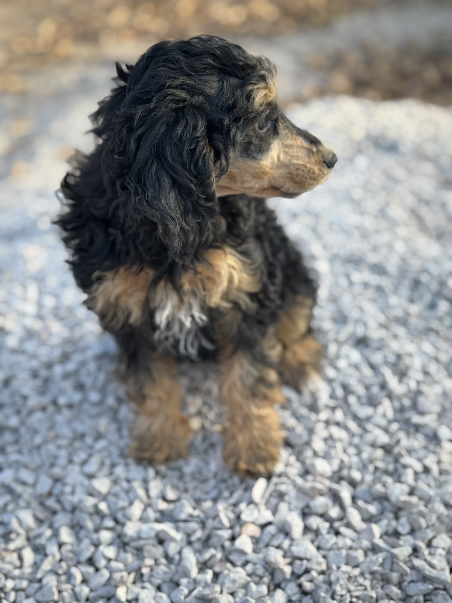 AKC mini poodle- Makini  "female"