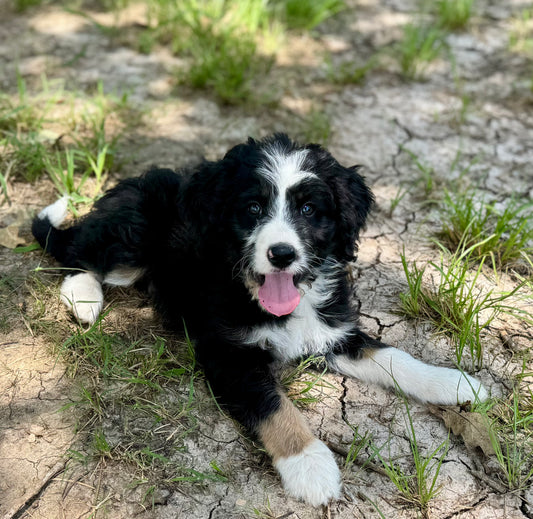 F1 Standard Bernedoodle (female) "sparkler"