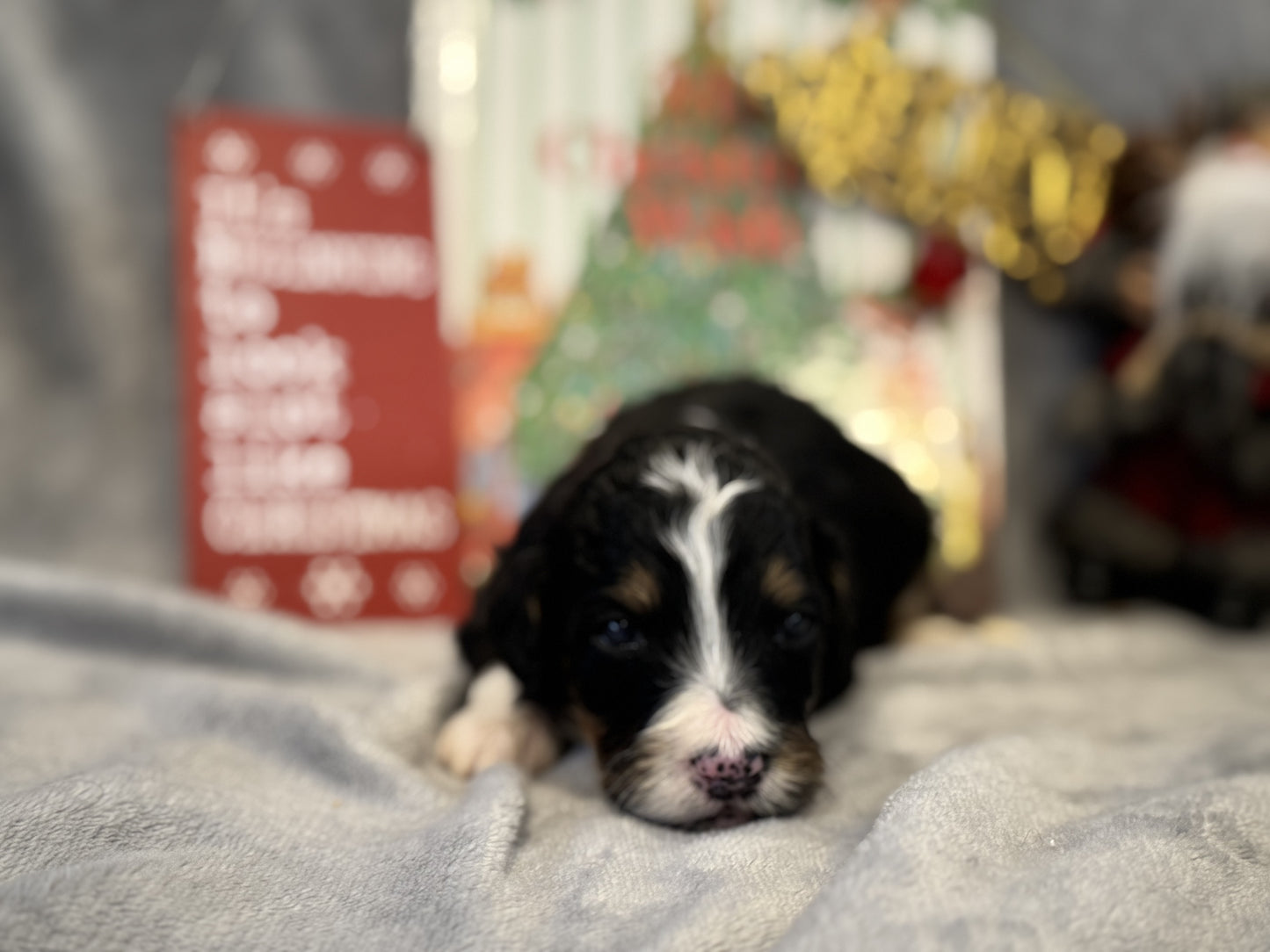 F1 Mini/medium Bernedoodle (female) "Abigail”