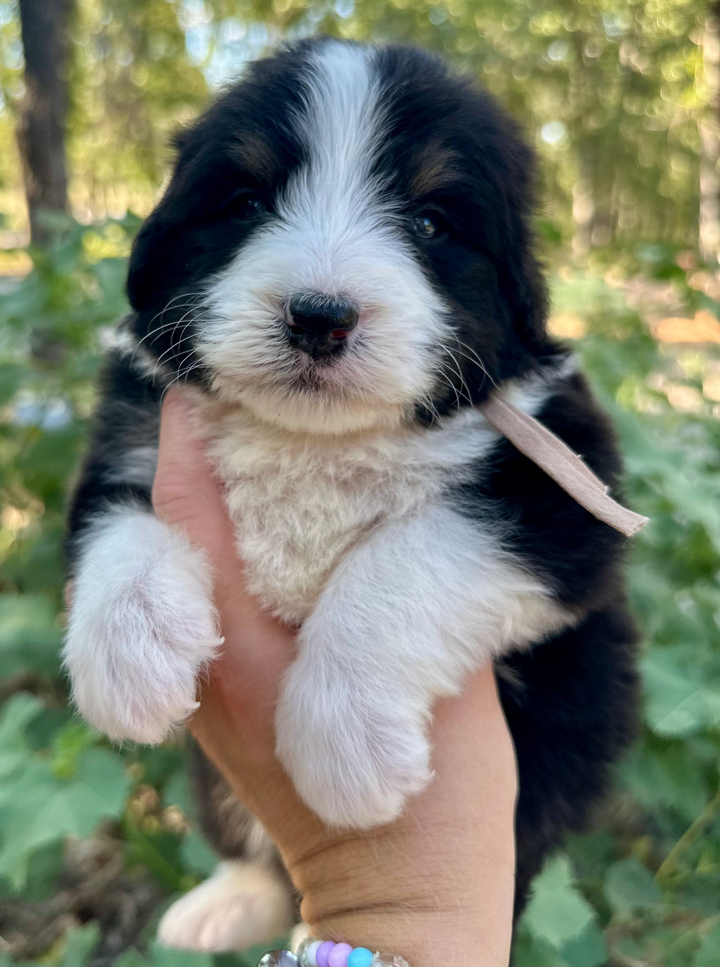 F1 Standard Bernedoodle (Male) "Sunshine"