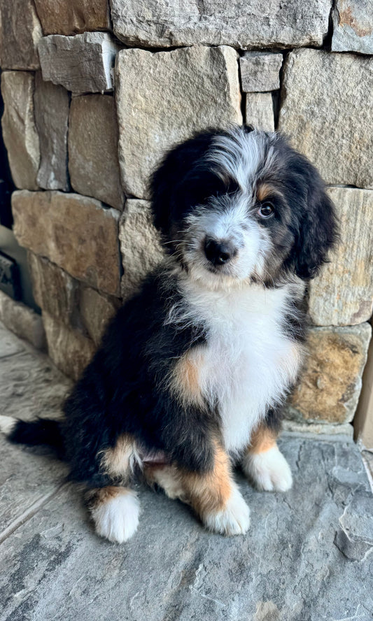 F1 Standard Bernedoodle (female) "Minnie mouse”