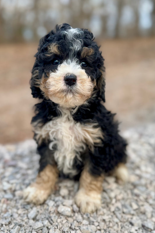 Micro Multigen Bernedoodle (male) "Chandler”