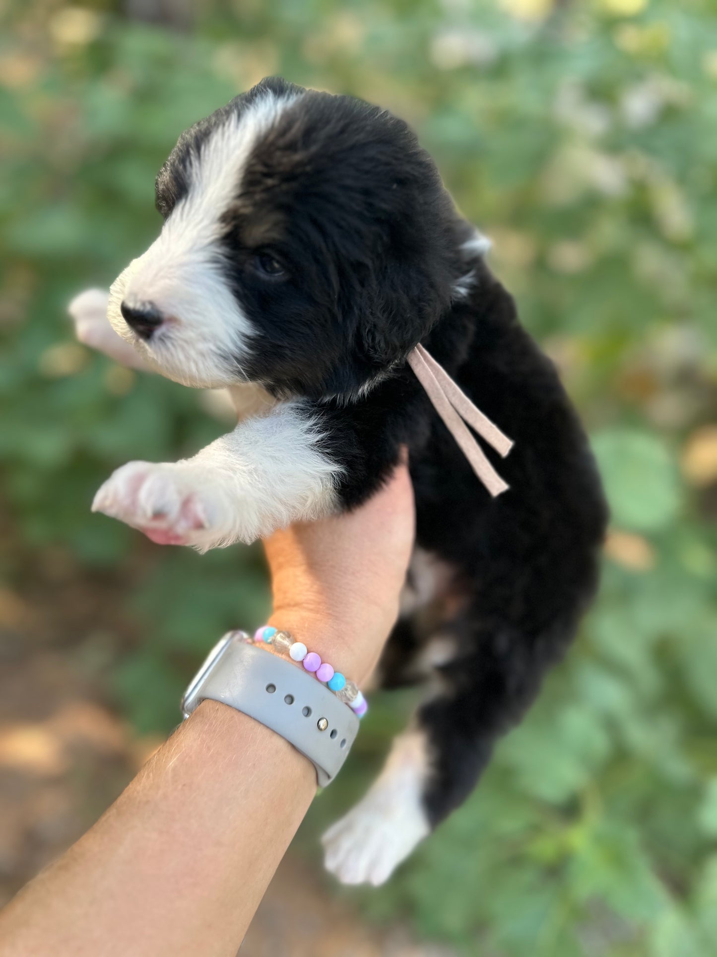 F1 Standard Bernedoodle (Male) "Sunshine"