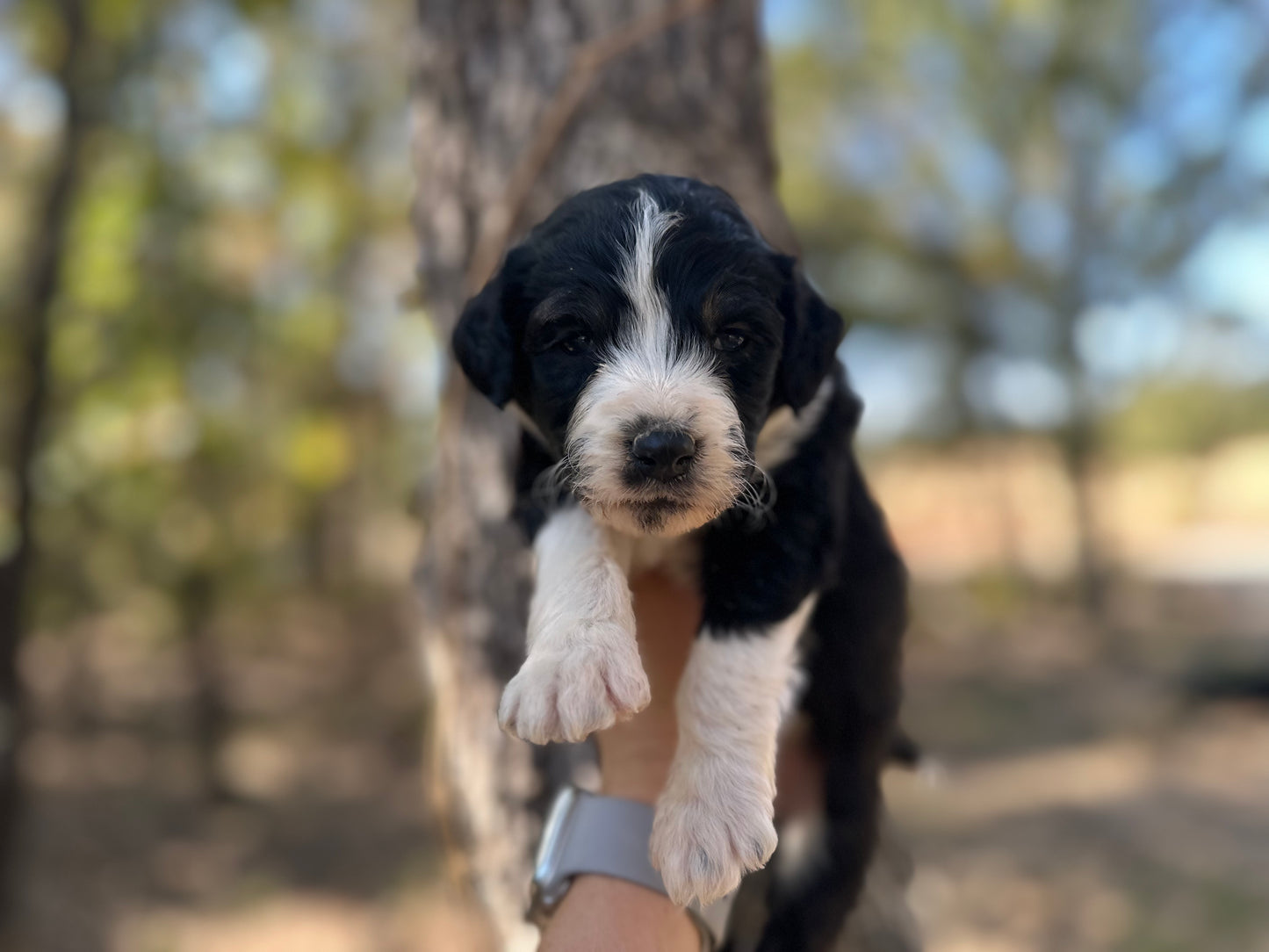 F1b Medium Bernedoodle (Male) "Scar"