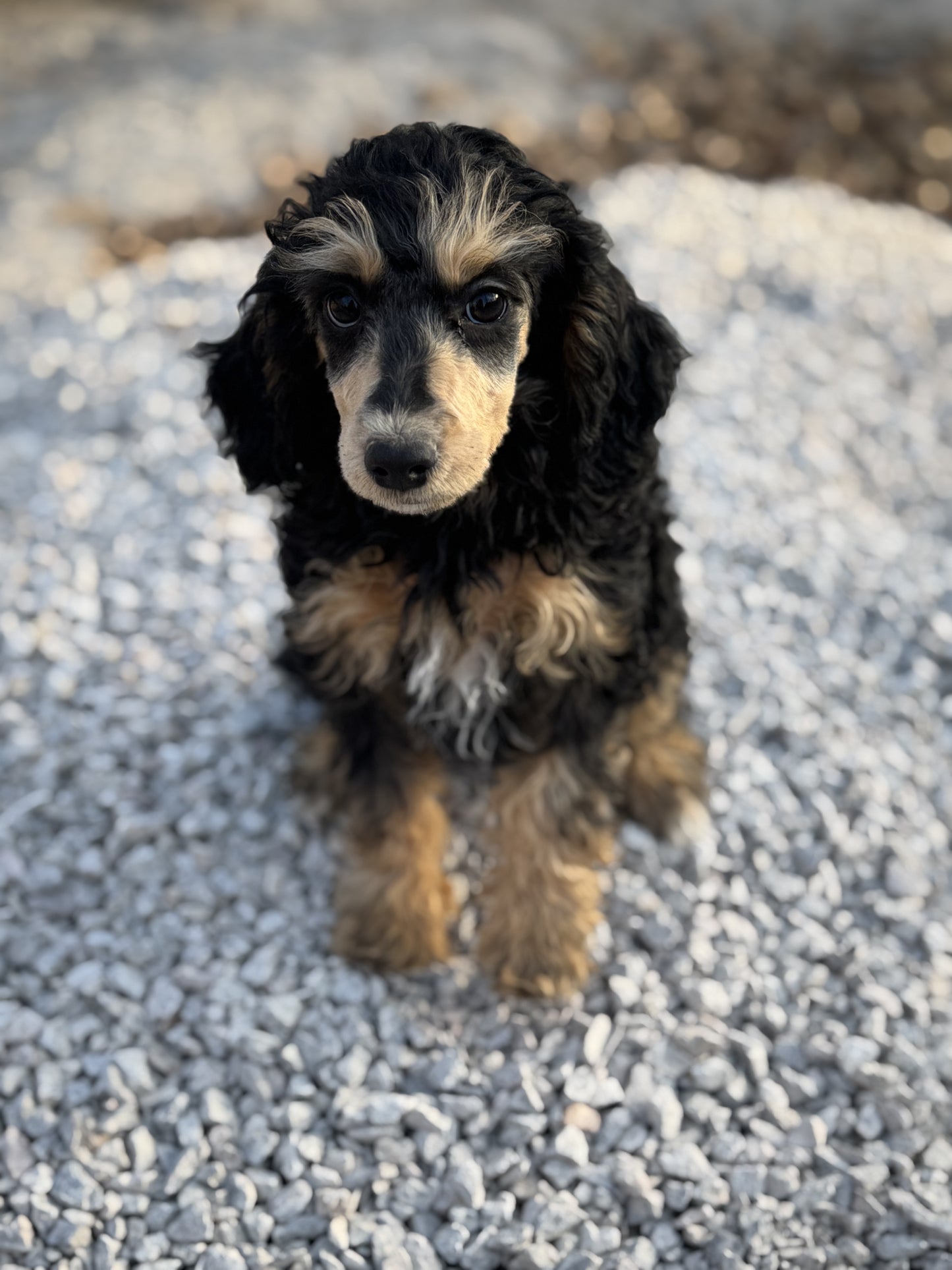 AKC mini poodle- Makini  "female"