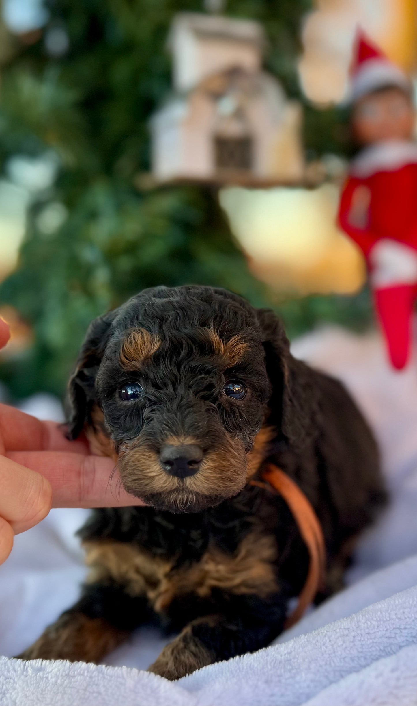 F1bb Micro Bernedoodle (female) “Donna Who”