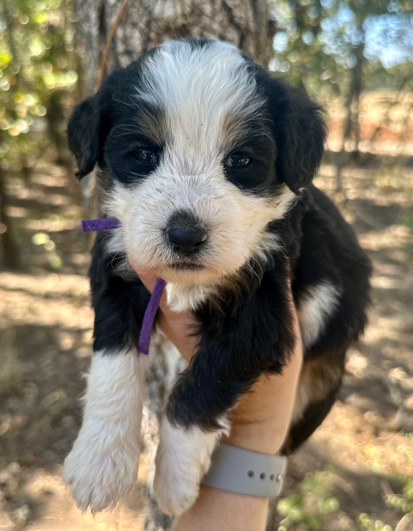 F1B Medium Bernedoodle (Female) "Nala"