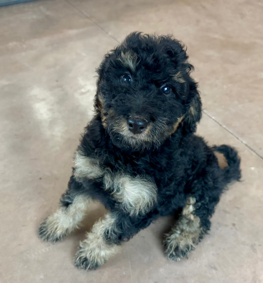 F1B Mini Bernedoodle (male) "Gravy”
