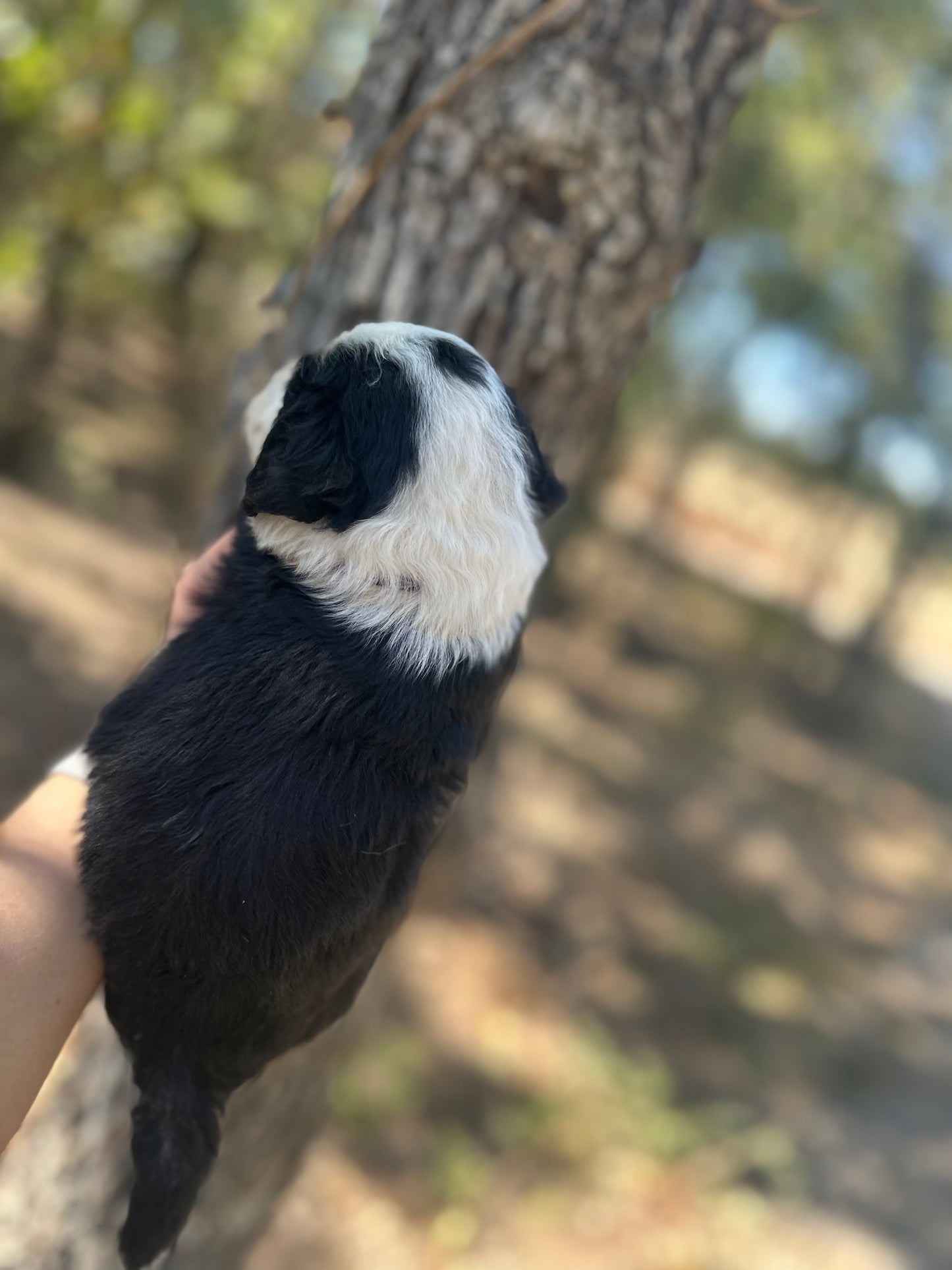 F1B Medium Bernedoodle (Female) "Nala"