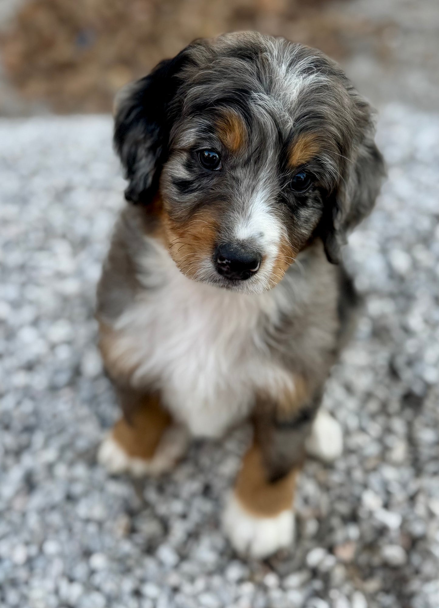 F1 Mini Bernedoodle (male) "Woody"