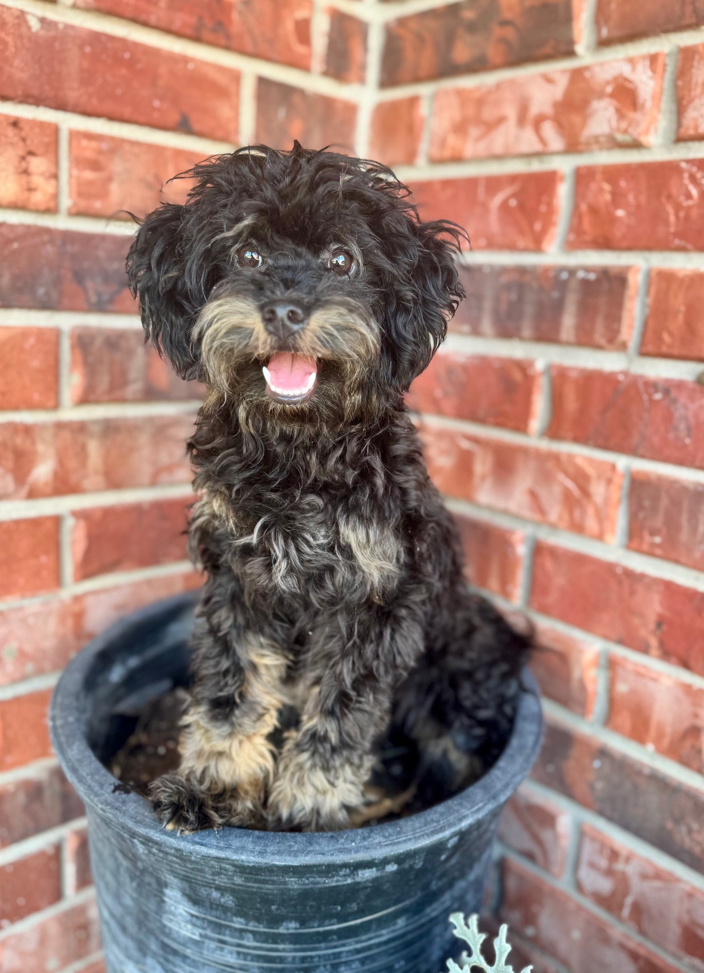 Micro/Mini Bernedoodle (female) "Mrs. Rabbit”