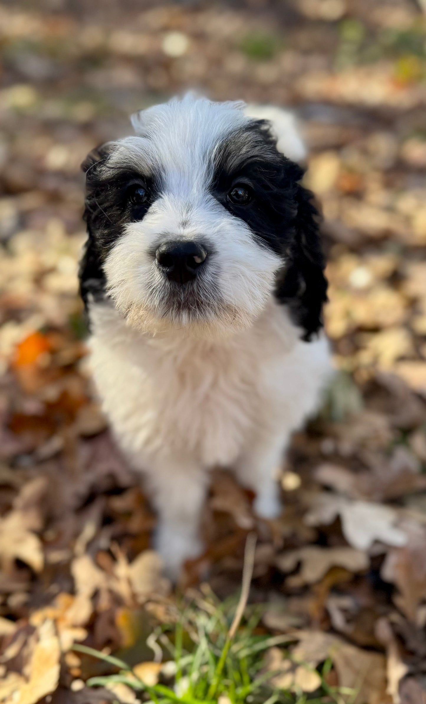 F1b Medium Bernedoodle (Male) "Rafiki"