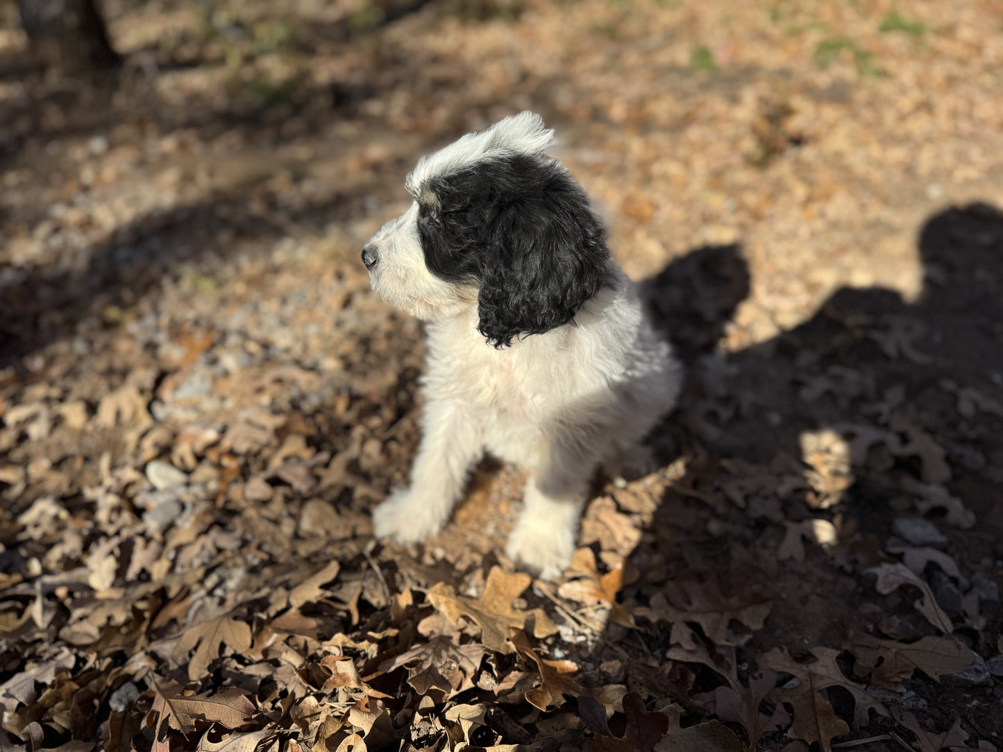 F1b Medium Bernedoodle (Male) "Rafiki"