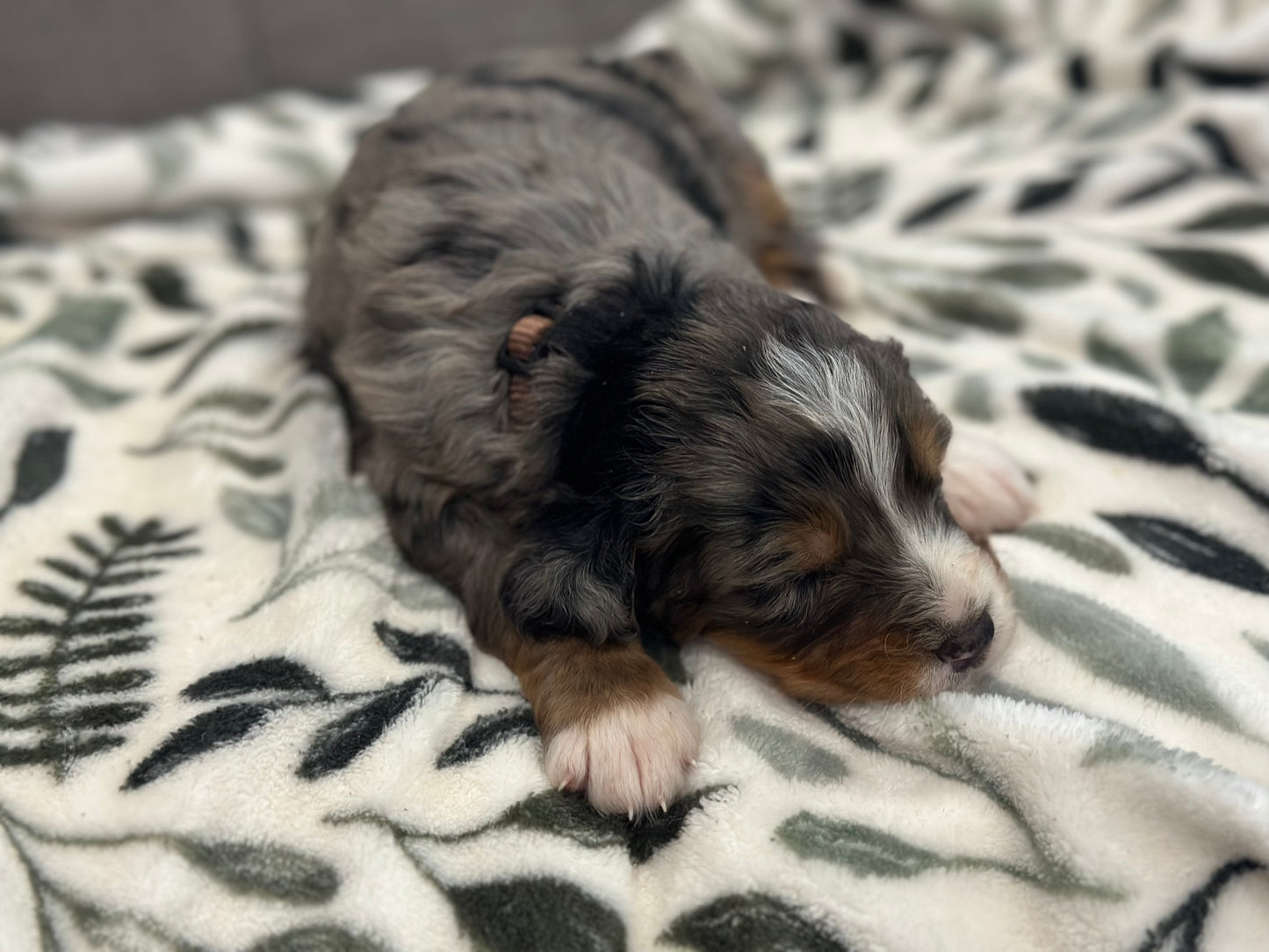 F1 Mini Bernedoodle (male) "Woody"