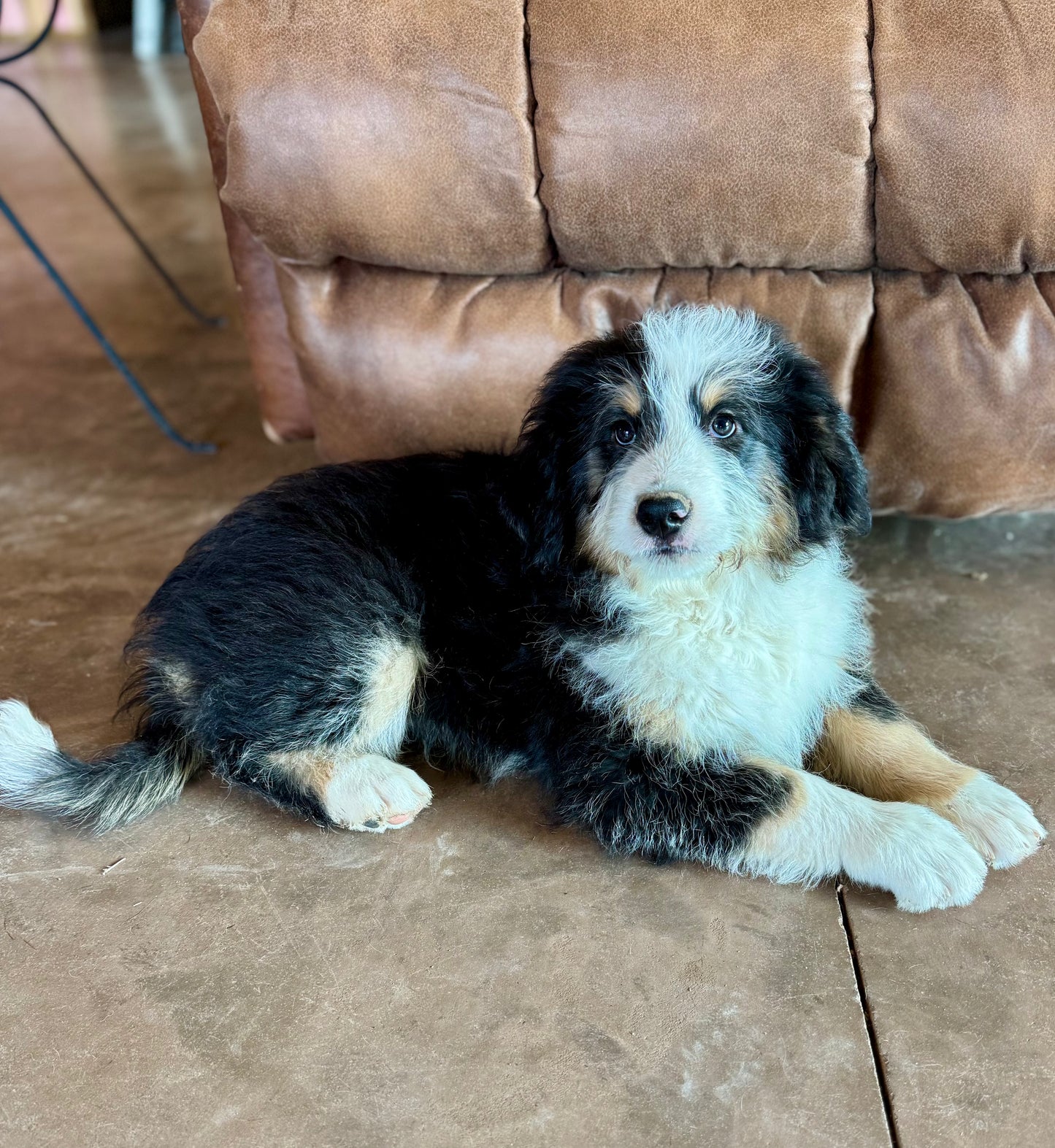 F1 Standard Bernedoodle (male) "Piglet"
