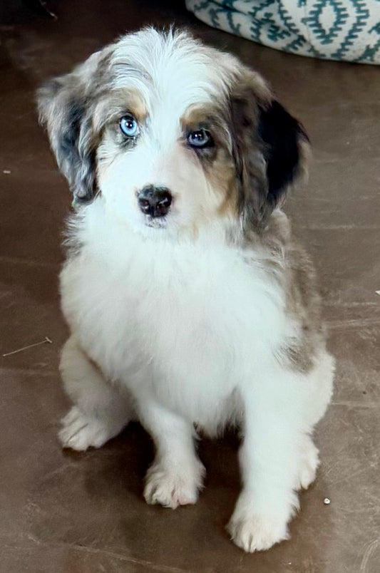 F1B Mini Bernedoodle (female) "Princess Atta”