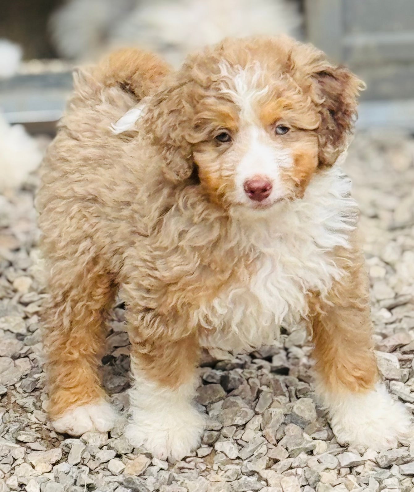 F1B Medium Bernedoodle (male) "Captain Gantu ”