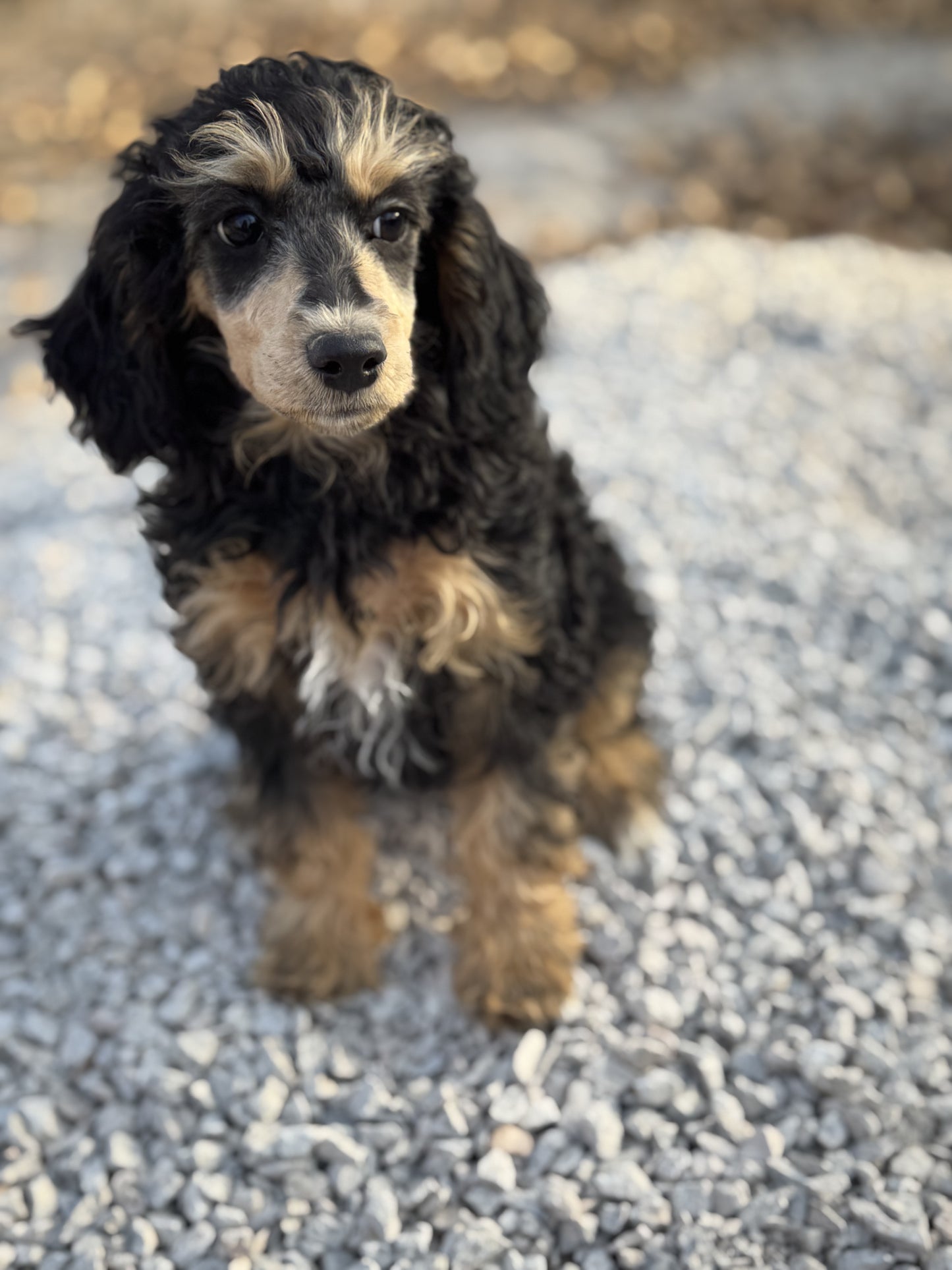 AKC mini poodle- Makini  "female"