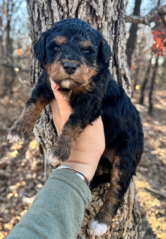 F1BB Micro/Mini Bernedoodle (female) "Bunny”