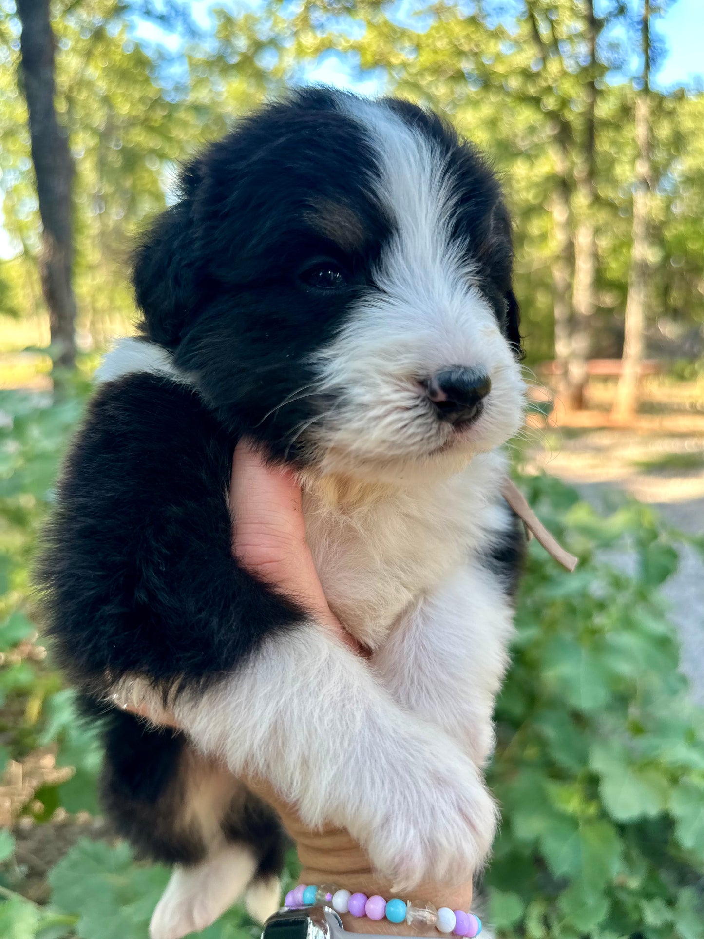 F1 Standard Bernedoodle (Male) "Sunshine"