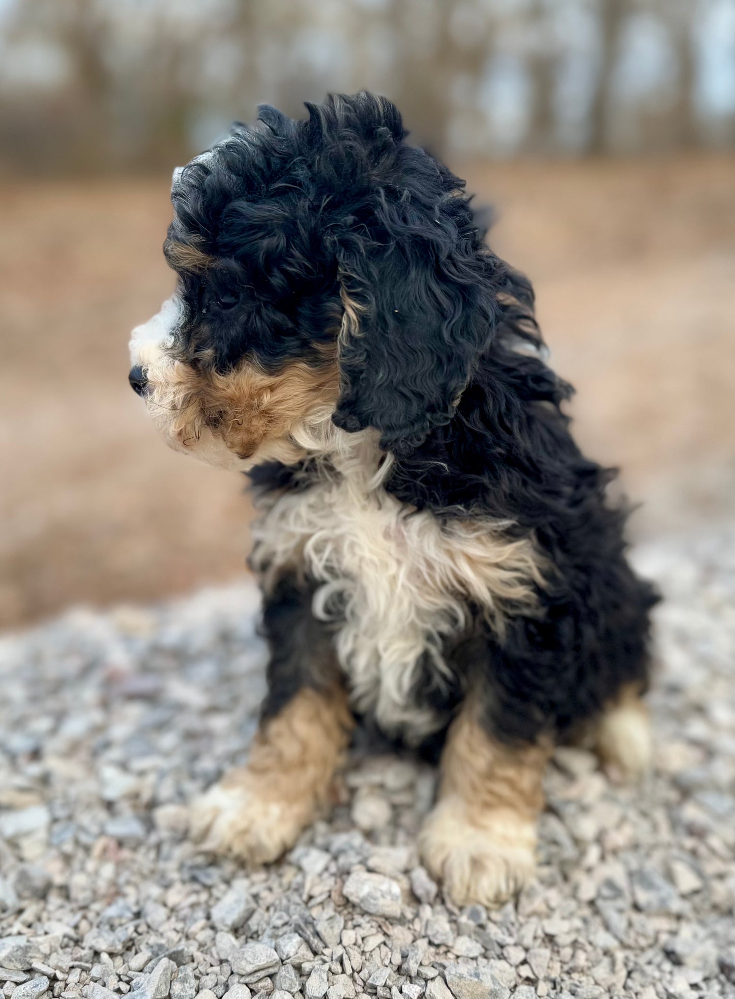 Micro Multigen Bernedoodle (male) "Chandler”