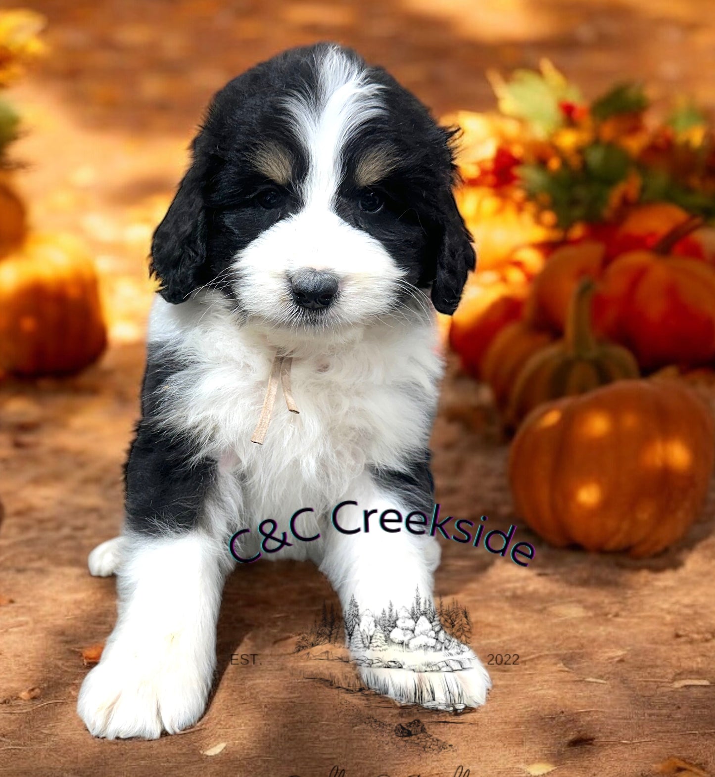 F1 Standard Bernedoodle (Male) "Sunshine"