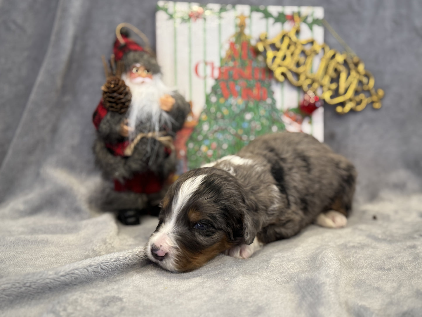 F1 Mini/medium Bernedoodle (male) "Spirit"