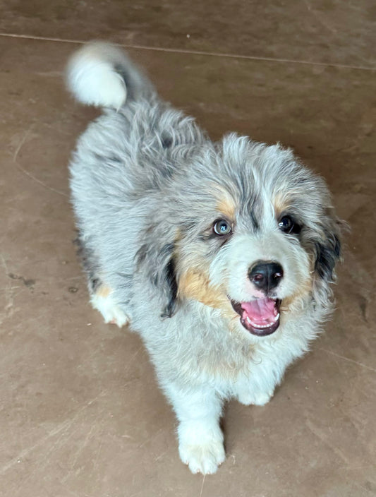 F1 Standard Bernedoodle (male) "Tigger"
