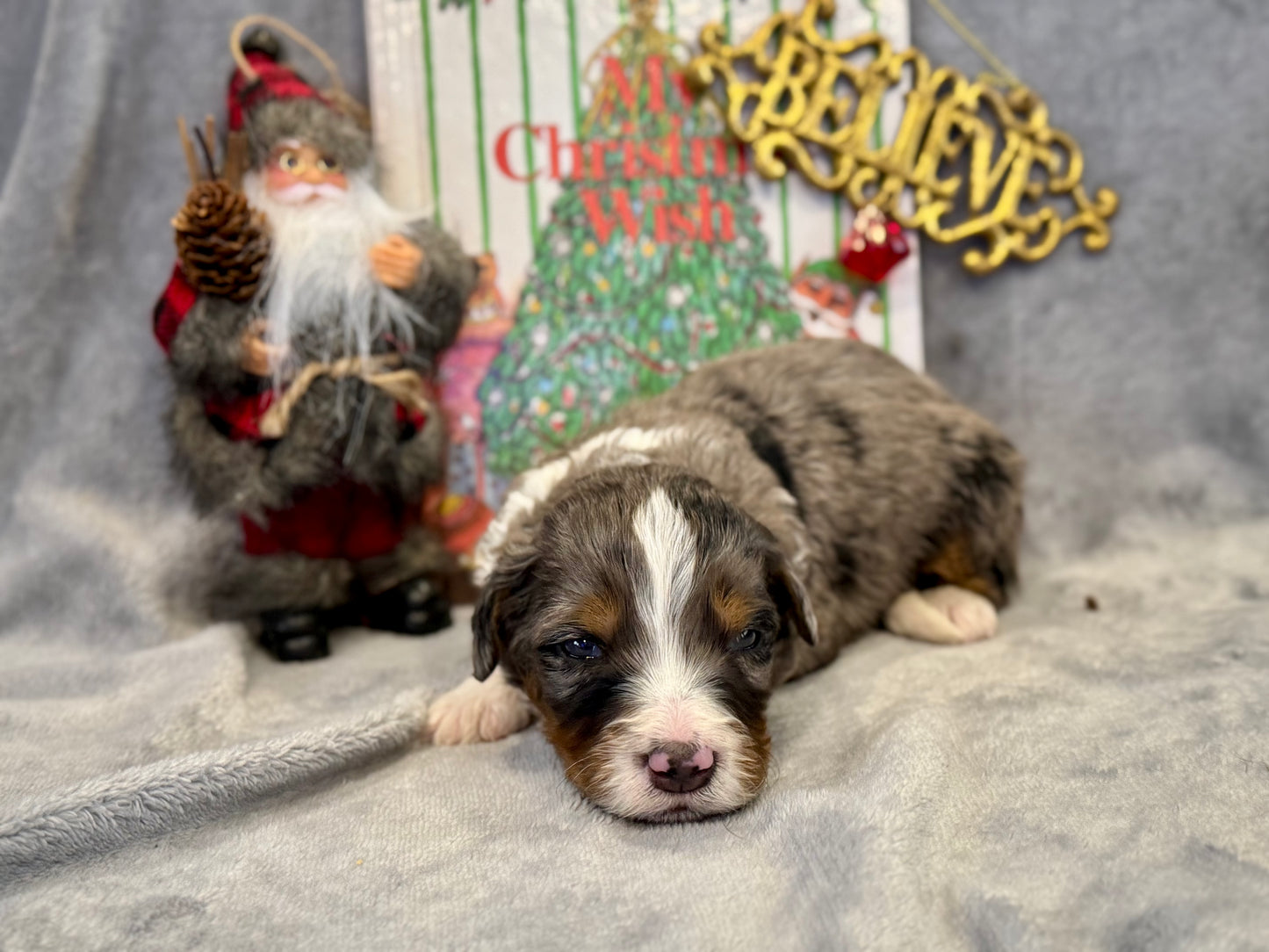 F1 Mini/medium Bernedoodle (male) "Spirit"